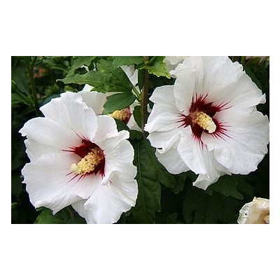 Hibiskus syryjski Speciosus